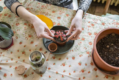 Planting houseplant