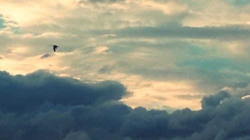 Low angle view of bird flying against sky