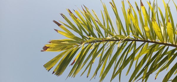 Low angle view of yellow flowering plant against clear sky