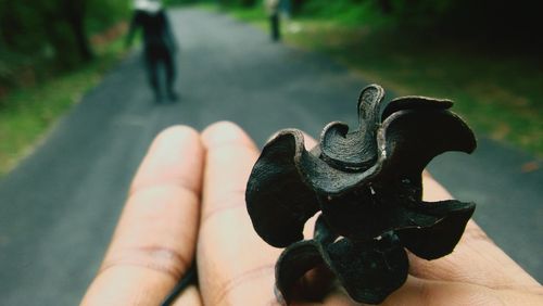 Cropped hand holding plant