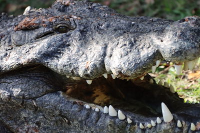 Nile crocodile mouth open close-up
