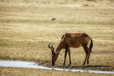 Horse standing on field