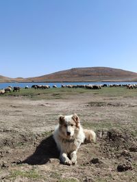 View of dog on field against sky