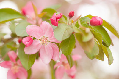 Close-up of pink cherry blossoms