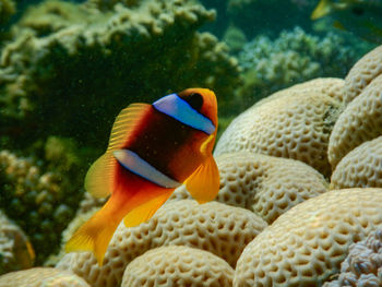 Close-up of fish swimming in sea