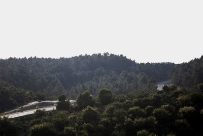 Scenic view of trees against clear sky