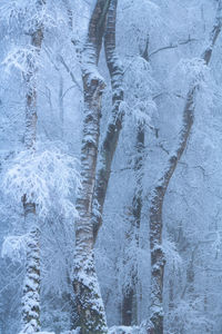 Full frame shot of frozen water