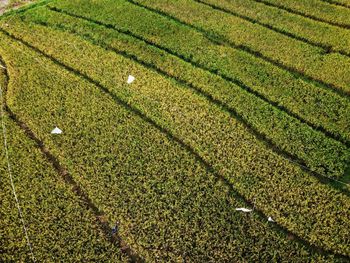 Aerial panorama of agrarian rice fields landscape like a terraced rice fields ubud bali indonesia