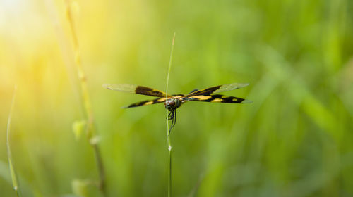 Close-up of butterfly