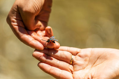 Crop anonymous person with small colorful zygaenidae moth on finger against blurred green nature background in summertime