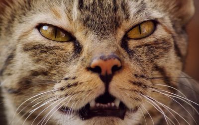 Close-up portrait of cat