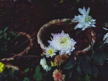 High angle view of white flowering plant