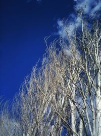 View of tree against blue sky