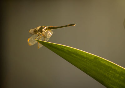 Close-up of insect on plant