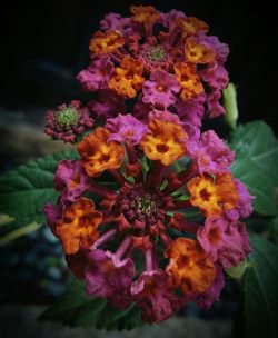 Close-up of flowers