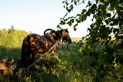 View of a horse on field