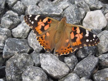 Close-up of butterfly on rock