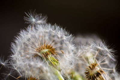 Close-up of dandelion