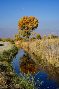 Autumn tree with golden yellow leaves reflected in water of canal