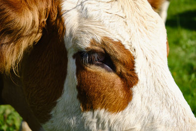 Close-up of a cow