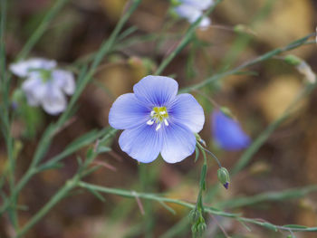 Close-up of purple flowers blooming outdoors