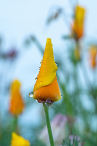 Close-up of yellow flower