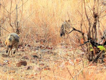 View of an animal on field