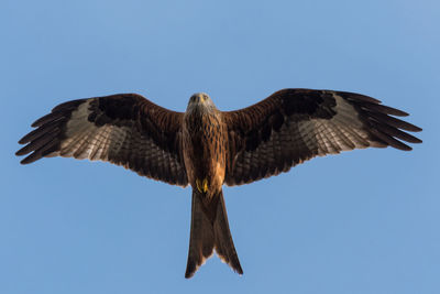 Low angle view of eagle flying against clear sky