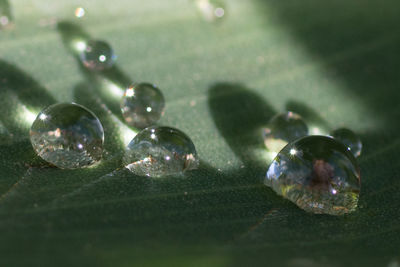 Close-up of water drops on leaf