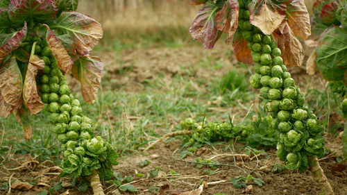 Plants growing on field