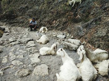 Man sitting with goats on footpath