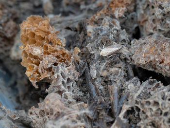 Close-up of dry leaves