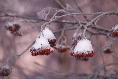 Close-up of frozen berries on tree during winter