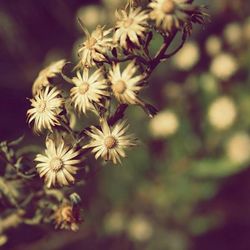 Close-up of flowers blooming outdoors