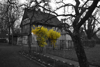 Yellow flowers on tree in city