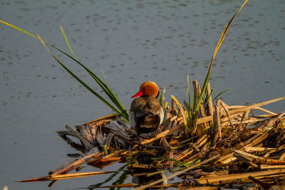 View of birds in lake