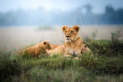 Lioness with cubs
