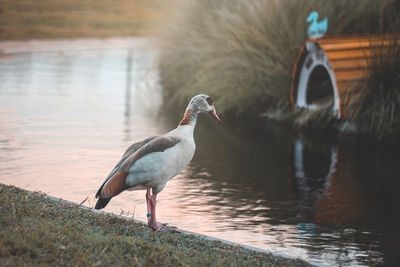 Duck perching on lake