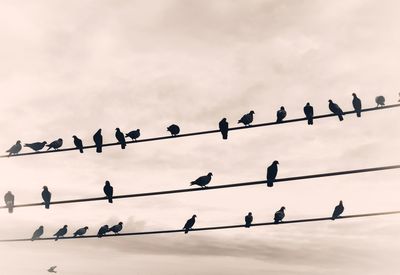 Flock of birds perching on cable