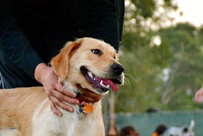 Close-up of dog looking away