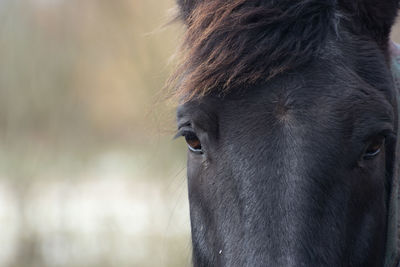 Close-up of a horse