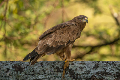 Steppe eagle perched on branch facing right