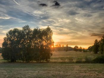 Trees on field against sky during sunset