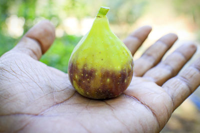 Close-up of hand holding fruit