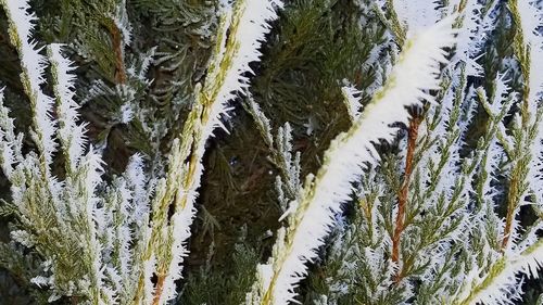 Full frame shot of frozen trees during winter