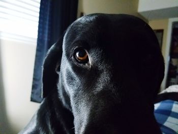 Close-up portrait of dog at home