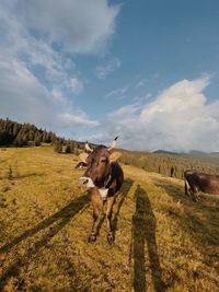 View of a sheep on landscape