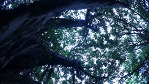 Low angle view of trees in forest