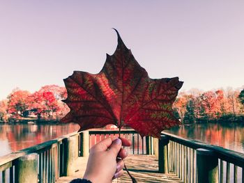 View of autumn trees