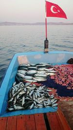 Close-up of fish on sea against sky